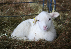 white spring lamb
