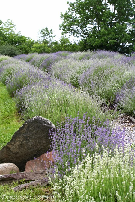 Lavender fields at Glendarragh Lavender in Appleton, Maine