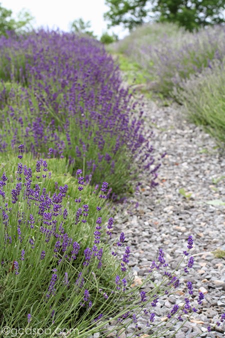 lavender fields in Appleton, Maine