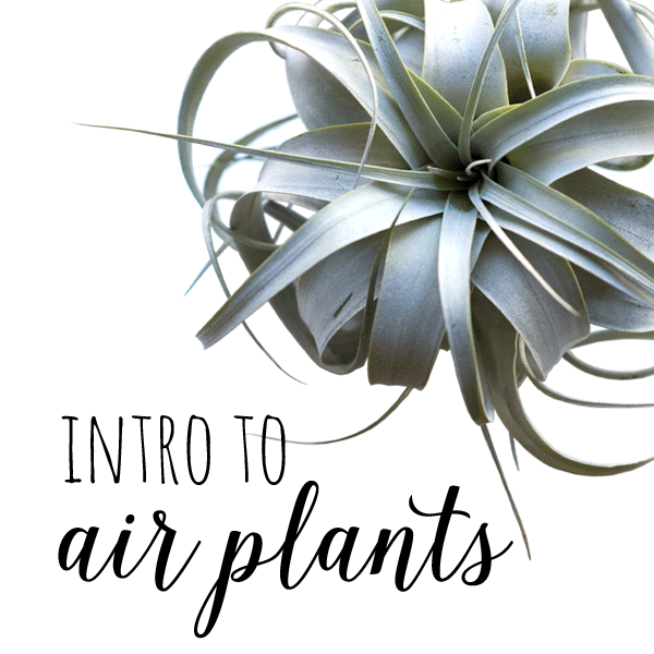intro to air plants