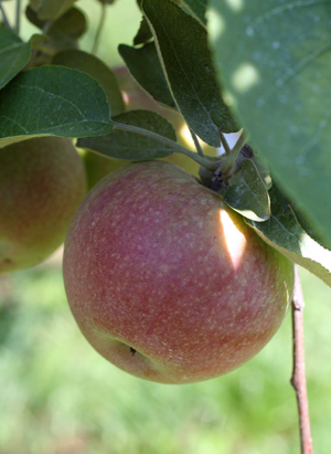 apple-picking-915b